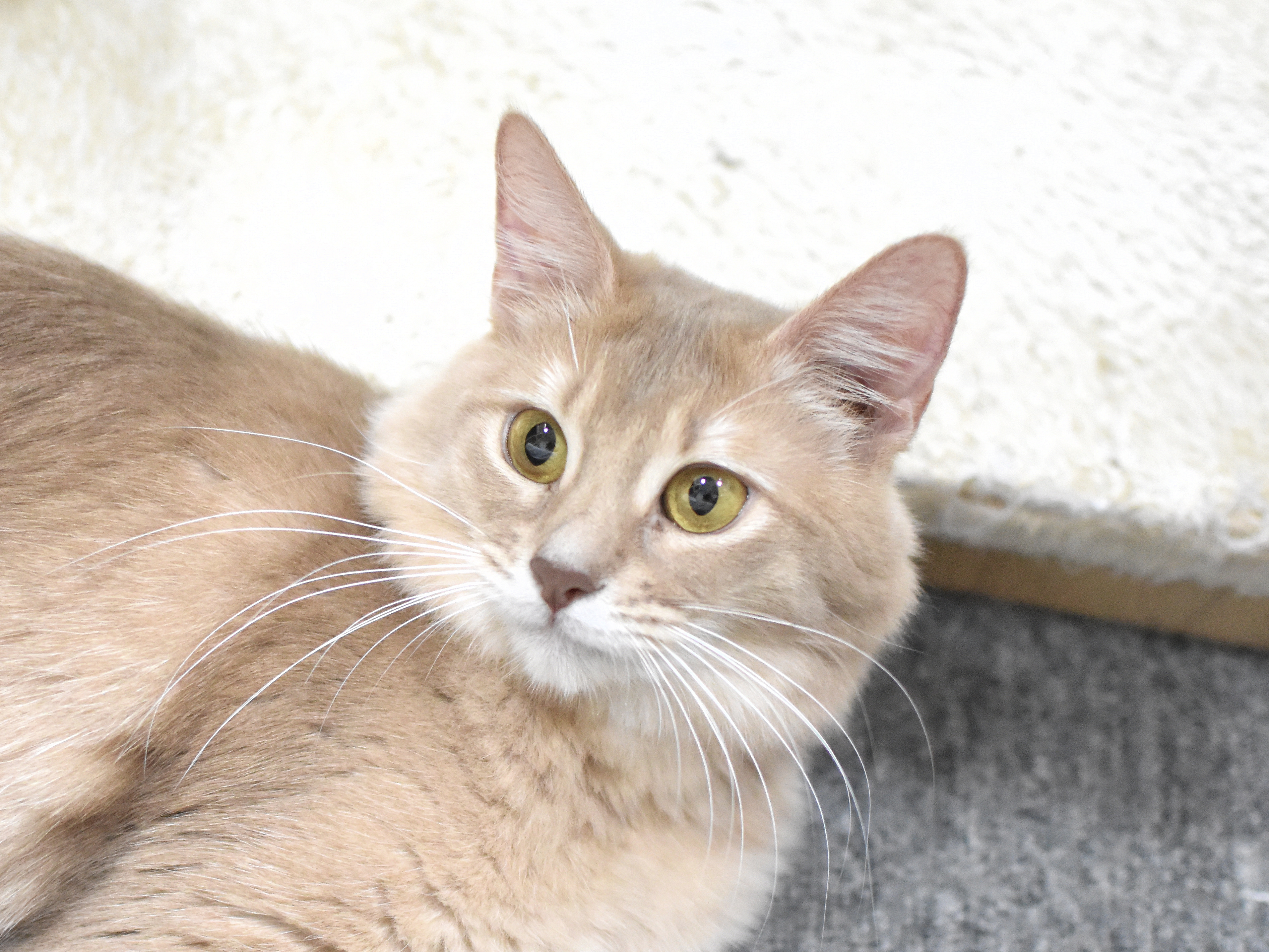 ソマリ　フォーン　めす　（２１年５月１０日生れ）